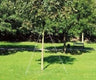Gefa Tree Anchor Heavy > 50 CM