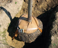 Gefa Set Root Ball Anchor Adjustable Heavy