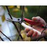 Okatsune Secateurs 103– Made in Japan, the blades of these Okatsune secateurs 103 are very hard and stay sharper for longer due to the Japanese steel used in manufacture. – Now available at MTN Shop EU.