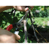 Okatsune Secateurs 103– Made in Japan, the blades of these Okatsune secateurs 103 are very hard and stay sharper for longer due to the Japanese steel used in manufacture. – Now available at MTN Shop EU.