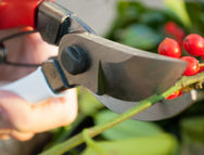 Okatsune Secateurs 101– Made in Japan, the Okatsune 101 is a compact pruner particularly suitable for the small hand. The blades are very hard and stay sharper for longer due to the Japanese steel used in manufacture. – Now available at MTN Shop EU.