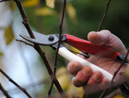 Okatsune Secateurs 101– Made in Japan, the Okatsune 101 is a compact pruner particularly suitable for the small hand. The blades are very hard and stay sharper for longer due to the Japanese steel used in manufacture. – Now available at MTN Shop EU.